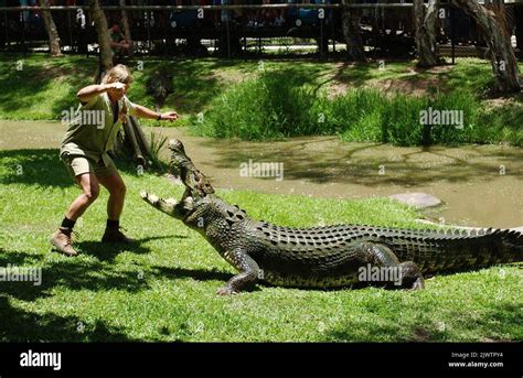  Die Geschichte von The Crocodile and the Snake! Eine faszinierende Begegnung zwischen zwei uralten Wesen