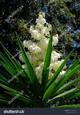  Flor de Izote! Ein mexikanischer Volksmärchen-Schatz aus dem 8. Jahrhundert