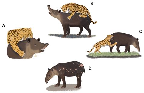 Die Geschichte vom Tapir: Eine fantastische Begegnung zwischen Mensch und Tier in der brasilianischen Folklore des 15. Jahrhunderts!